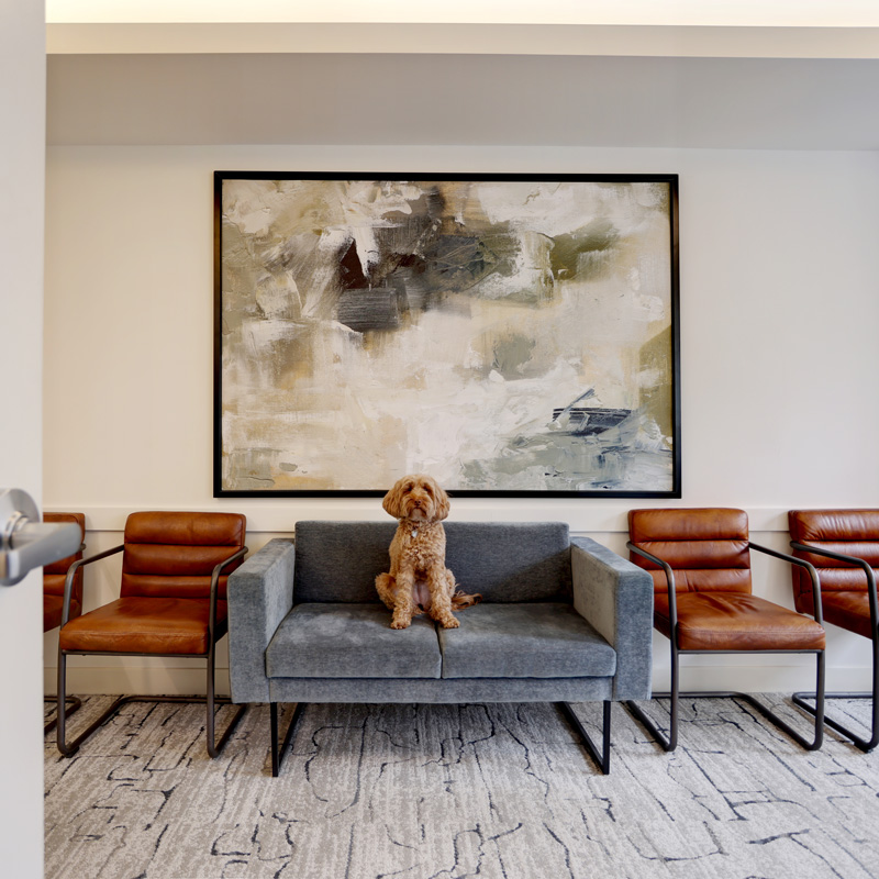 dog sitting on a couch